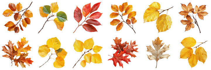 Colorful Autumn Leaves Collection on White Background Featuring Various Shapes and Colors of Natural Foliage. Large Multiple Plant and Nature Collection Set Isolated on Transparent Background
