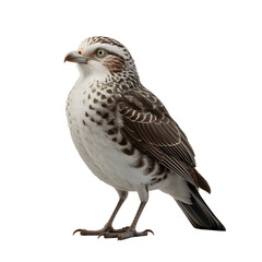 Obraz premium birds transparent background png