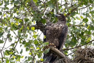 white tailed eagle