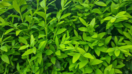 Close-up of dense green shrub with small fresh leaves. Natural foliage texture of ornamental plant. Gardening and botanical background concept.  Front view