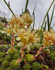 Close-up of blooming spring wildflowers with pink stems and yellow petals, surrounded by succulents...