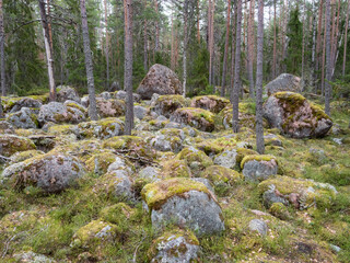 Large stone boulders covered with green moss among tree trunks in the northern forest