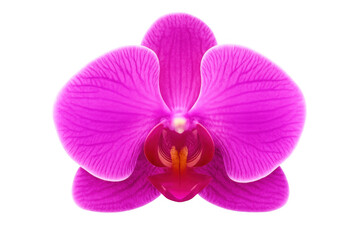 Pink orchid bloom revealing detailed petal texture and complex floral center against minimalist transparent backdrop