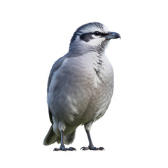 Fototapeta premium bird transparent background png