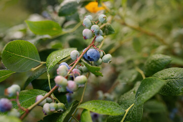 Ripe blueberries (bilberry) on a blueberry bush on a nature background.
