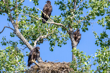Young eagles in a tree