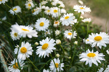 Marguerite Daisy Flowers In  Garden. Selective Focus