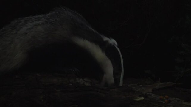 European Badger (Meles meles) Feeding On A Fallen Tree Trunk In A British Woodland At Dusk In UK