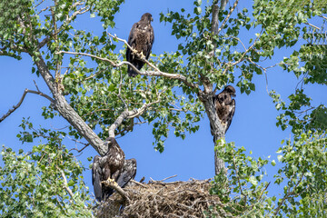 Young eagles in a tree