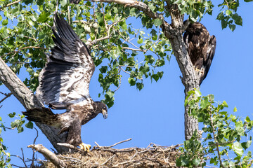 Young eagles in a tree