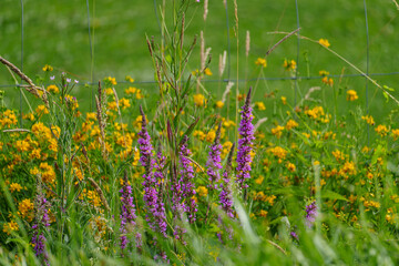 Sommer im westlichen Münsterland