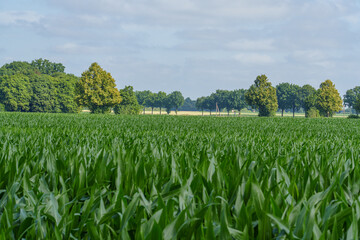 Sommer im westlichen Münsterland