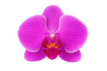 Fototapeta premium Close-up pink orchid blooming, revealing soft petal textures and subtle color gradients against transparent backdrop