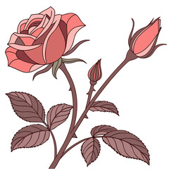 Pink rose with buds and leaves flower