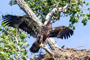 Young eagles in a tree