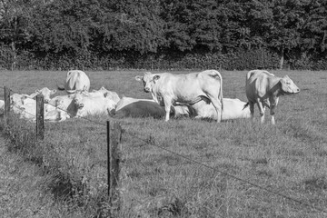 Ein Sommermorgen im Münsterland