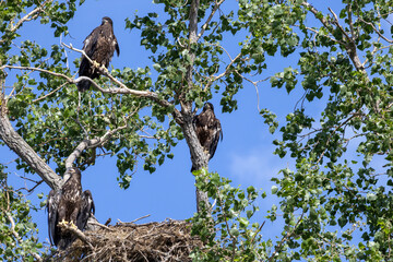 Young eagles in a tree