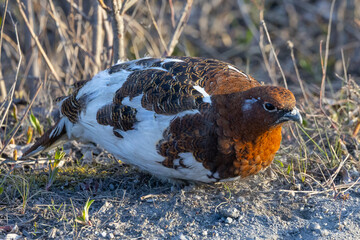 Willow ptarmigan breeding male, seen in the wild in Alaska