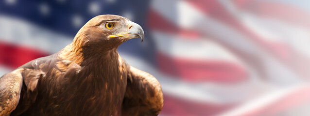California Golden Eagle in Front of The American Flag Banner.