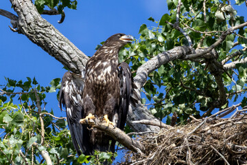 Young eagles in a tree