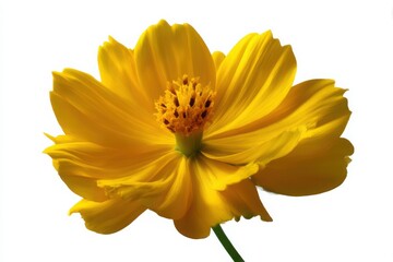 Bright Yellow Cosmos Flower on Clean White Canvas