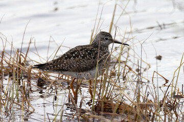 Lesser yellowlegs, seen in the wild in Alaska 