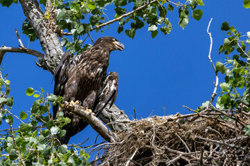 Young eagles in a tree