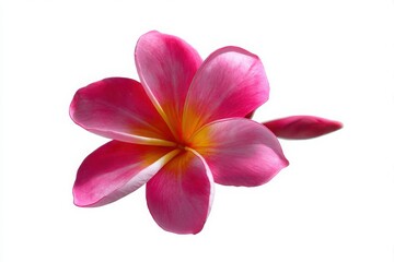 Fototapeta premium A vibrant pink plumeria flower, also known as frangipani, isolated on a clean white background