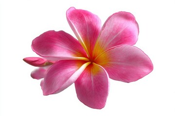 Floral Grace A Vibrant Plumeria Cutout