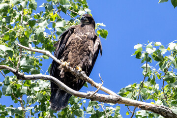 golden eagle on branch
