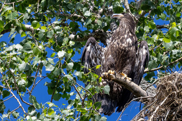 eagle on tree