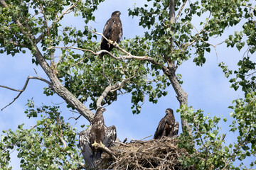 Young eagles in a tree