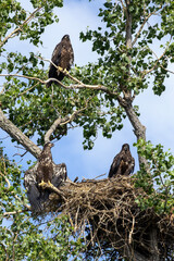 eagle in the tree