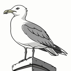 White and gray seagull perched on a stone bird black outline