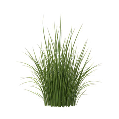 grass transparent background png