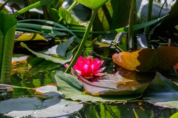 Vibrant Pink Water Lily in Sunlit Pond