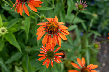 orange flowers in the garden