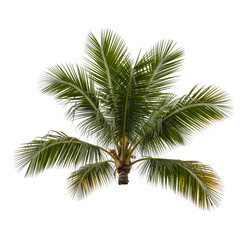Naklejka premium palm leaves transparent background png