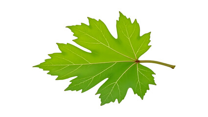 Fresh Botanical Grape Leaf with Visible Veins and Glossy Texture on White