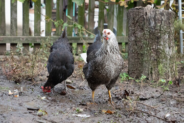 Chickens on a rural farm. Agriculture. Poultry breeding. Breeding chickens.