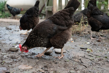 Chickens on a rural farm. Agriculture. Poultry breeding. Breeding chickens.