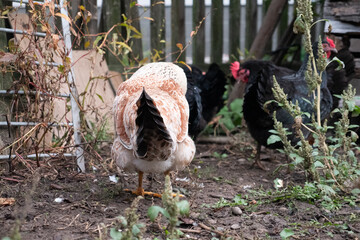 Chickens on a rural farm. Agriculture. Poultry breeding. Breeding chickens.