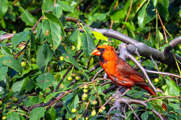 cardinal in a tree