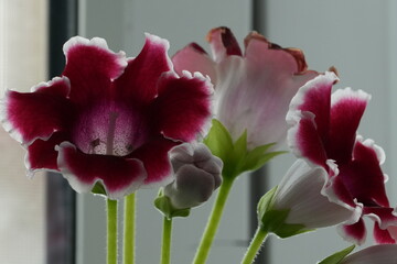Gloxinia blooming on the window