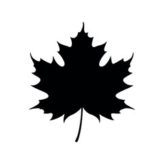 Black maple leaf silhouette isolated on white background vector illustration