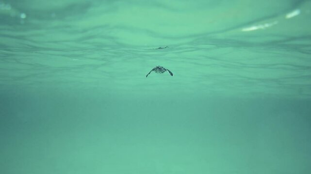 Leatherback Sea Turtle Hatchling swimming in ocean underwater in Miami, Florida