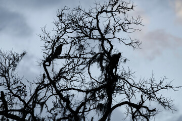 Two crows roosting in a dead oak tree on a dreary summer evening