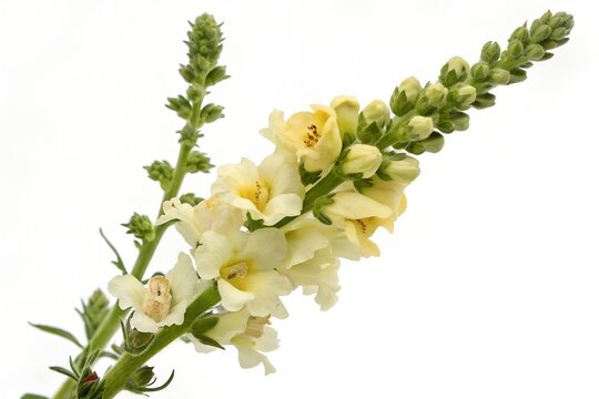 verbascum thapsus flowers