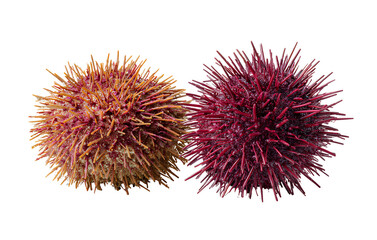 Two realistic sea urchins isolated on a transparent background