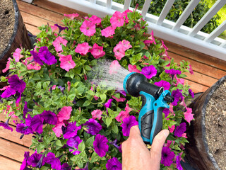 Close up of male hand watering flower plant in home garden on deck during early summer